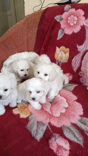 Bichon maltez de vanzare