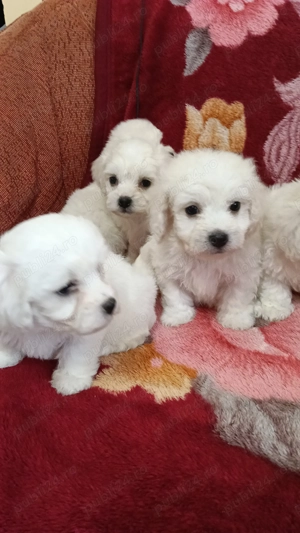 Bichon maltez de vanzare - imagine 2