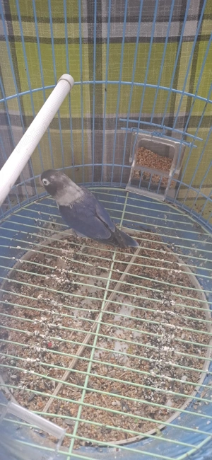 vând sau schimb cu diverse păsări de colivie  - imagine 4