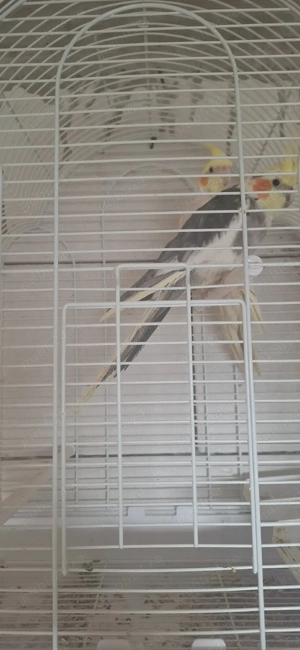 vând sau schimb cu diverse păsări de colivie  - imagine 2