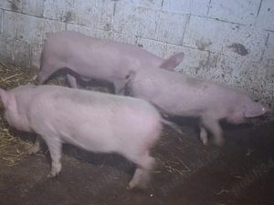 de vanzare soldani de carne 35 50 kg  - imagine 2