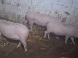 de vanzare soldani de carne 35 50 kg 