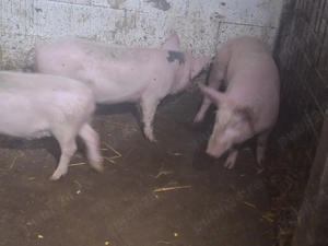 de vanzare soldani de carne 35 50 kg  - imagine 3