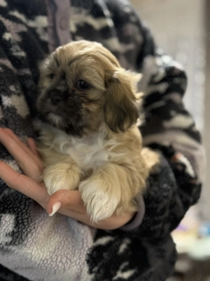 Catelusi Shih tzu  - imagine 5