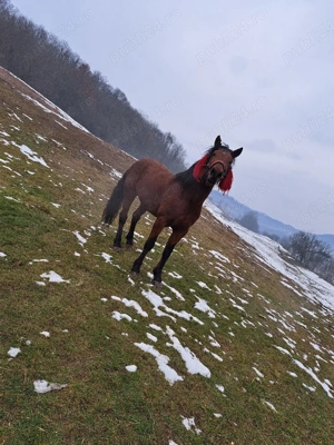 Armăsar de vânzare 