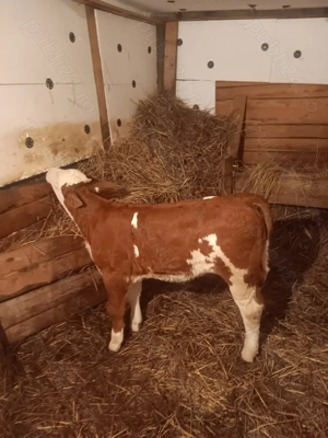 Vând o vițea baltata românească de 7 săptămâni din mama bună de lapte - imagine 2