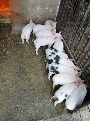 vind purcei  - imagine 2