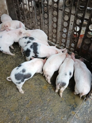 vind purcei  - imagine 3