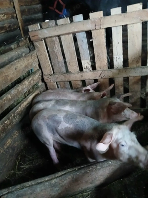 vand grasuni 4 luni - imagine 2