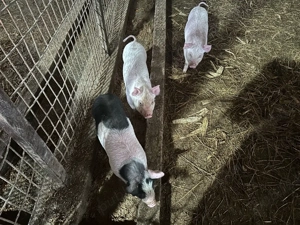 3 purcei marele alb - imagine 3