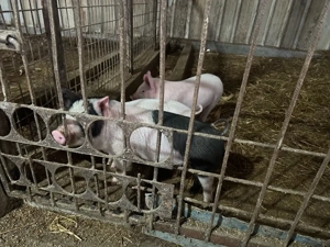 3 purcei marele alb - imagine 2