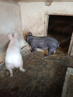 Vând doi grăsuni - imagine 2