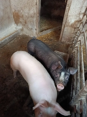 Vând doi grăsuni - imagine 3