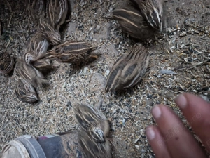 Prepeliță pitpalac inelate crescut captivitate  - imagine 2