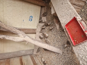 Prepeliță pitpalac inelate crescut captivitate 