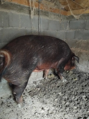 duroc si marele alb - imagine 2