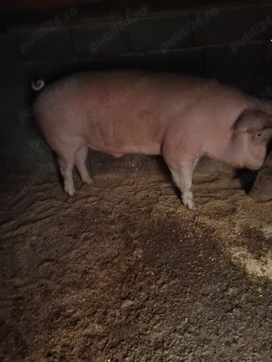 duroc si marele alb - imagine 4