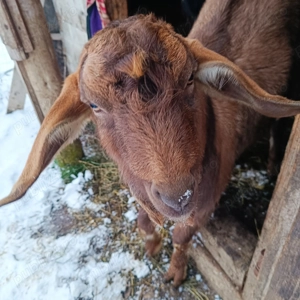 schimb țap cu o capra gestanta  - imagine 2