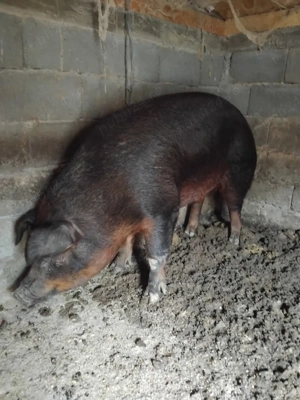 duroc si marele alb - imagine 5