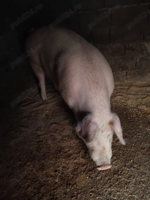 duroc si marele alb - imagine 3