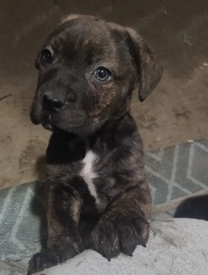 Cățeluș Cane Corso