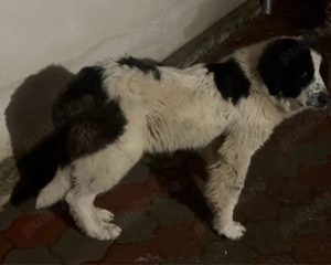 ciobanesc de bucovina