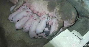 Scroafa cu purcei - imagine 3