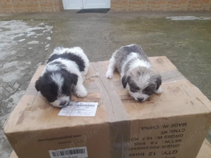 vand catel bichon havanez