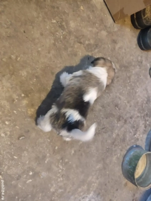 vand catel bichon havanez - imagine 2