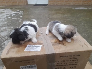 vand catel bichon havanez - imagine 5