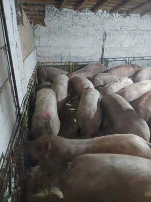 porci si purcei de vanzare  - imagine 3