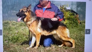 pui ciobănesc german 