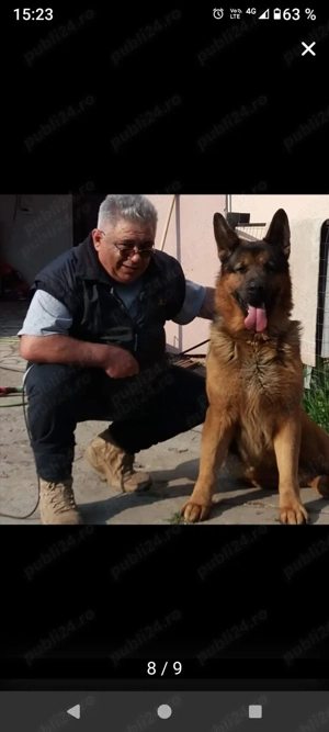 pui ciobănesc german  - imagine 3