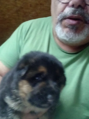 pui ciobănesc german  - imagine 2