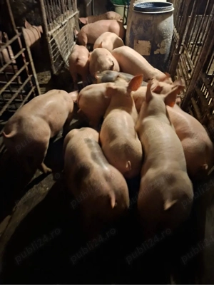 Vand purcei  - imagine 2