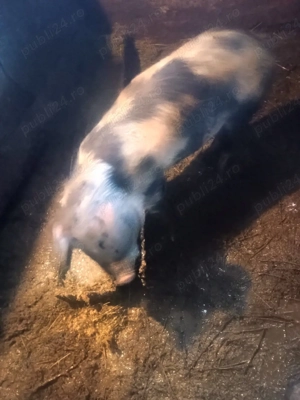 soldan de vanzare - imagine 4