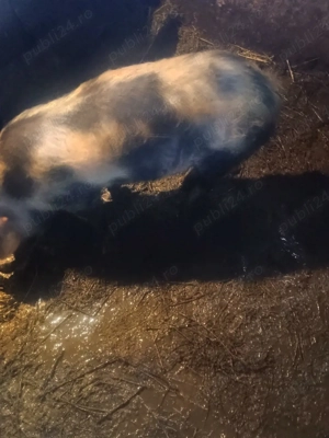 soldan de carne - imagine 4