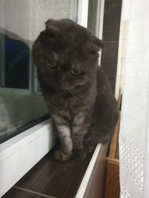 Donez 2 pisici vaccinate- mamă si pui.Sunt sterilizate si foarte cuminti. - imagine 2