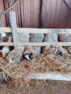 Oii cu miel disponibil  - imagine 2