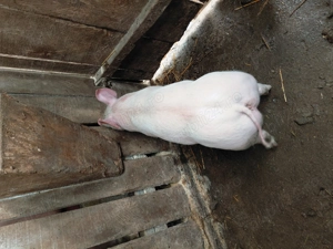 Vand o grasuna  si purcei - imagine 5