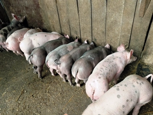 Vand o grasuna  si purcei - imagine 2