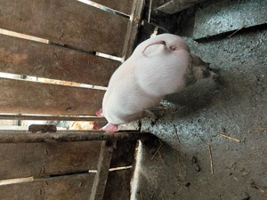 Vand o grasuna  si purcei - imagine 4