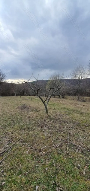 Curațare pomi fructiferi