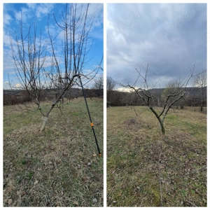 Curățare,tăiere la pomi fructiferi
