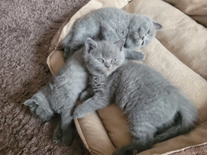 Pisicute british shorthair blue  - imagine 2