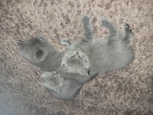 Pisicute british shorthair blue 