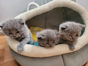 Pisicute british shorthair blue  - imagine 5
