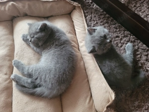 Pisicute british shorthair blue  - imagine 4
