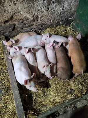 Purcei de vanzare - imagine 2