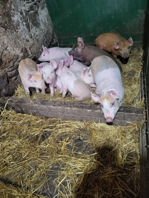 Purcei de vanzare - imagine 3